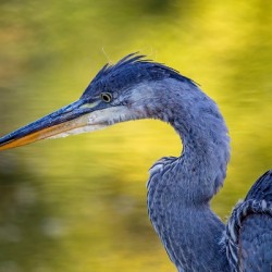 Blue Heron 4