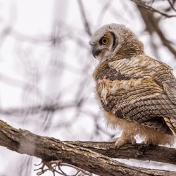 GHOwlet