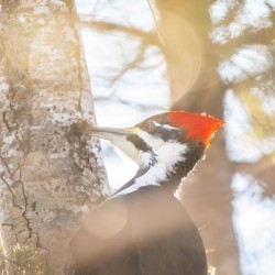 Pileated Woodpecker