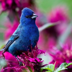 Indigo Bunting