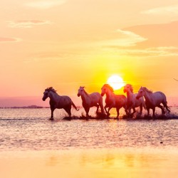 Camargue Horses Sunset