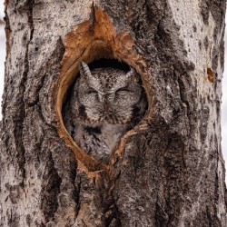 Screech Owl