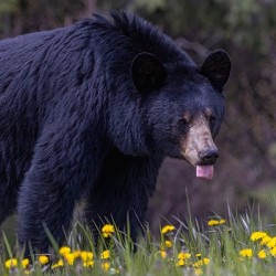 Black Bear 2