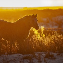 Horse Sunset