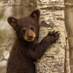 Cute Bear Cub