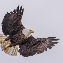 Bald Eagle 4