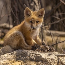 Cute Fox Kit
