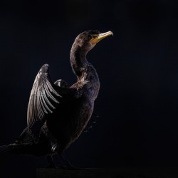 Cormorant Elegant