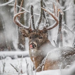 Buck Snowy Day