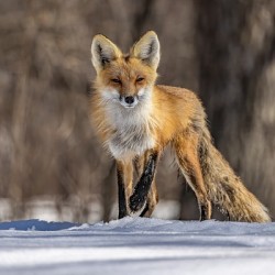 Red Fox Mother