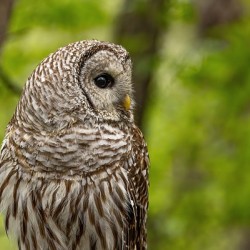 Barred Owl