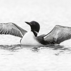 Loon BW