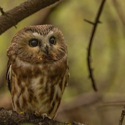 Saw Whet Owl 2
