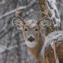Deer Winter Love