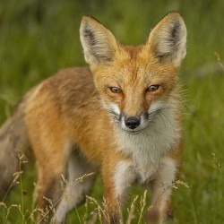 Red Fox