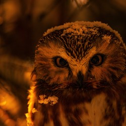 Saw Whet Owl 4