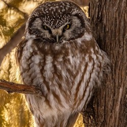 Boreal Owl
