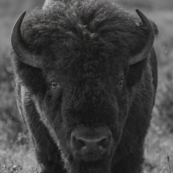 Bison BW 2