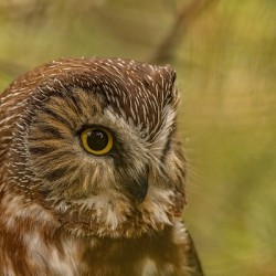 Saw Whet Owl 3