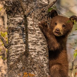 Black Bear Cub 3