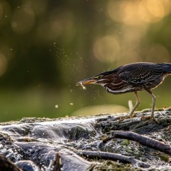 Green Heron Sunset
