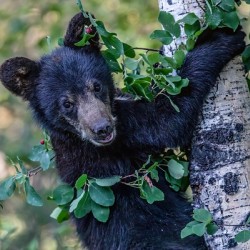Black Bear Cub 5