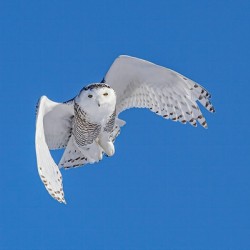 Snowy Owl