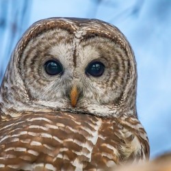 Barred Owl 3
