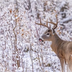 Buck Winter Day