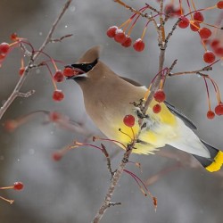 Waxwing