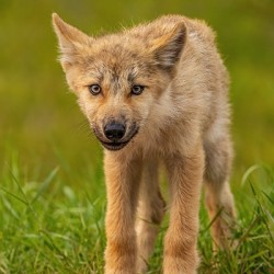 Wolf Pup 2