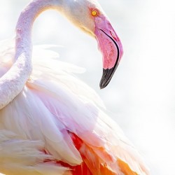 Wild Pink Flamingo