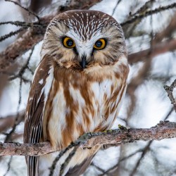 Saw Whet Owl 6