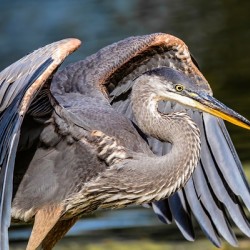 Blue Heron 2