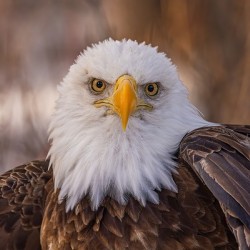 Bald Eagle Portrait