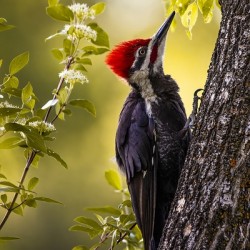 Pileated Woodpecker 2
