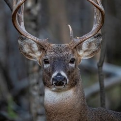 Big Buck 2