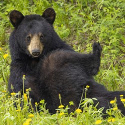Black Bear Relax 