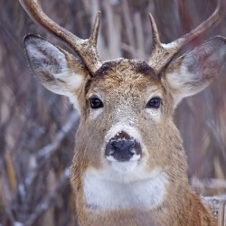 Buck Portrait 3