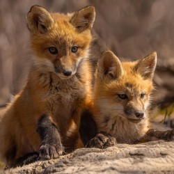 Red Fox Kits