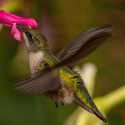 Hummingbird 2