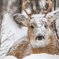 Buck under the Snow