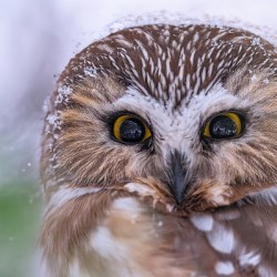 Saw Whet Owl