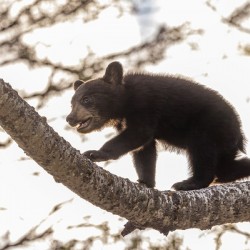 Black Bear Cub 2