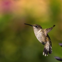 Hummingbird 3