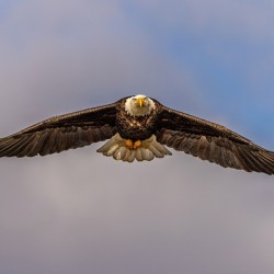 Bald Eagle 2