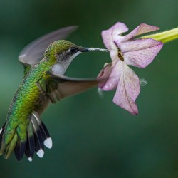 Hummingbird 5