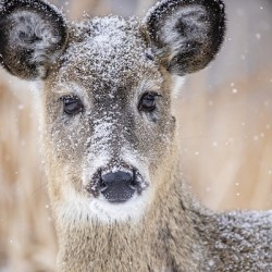 Cute Deer 2