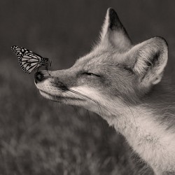 Red Fox with Butterfly BW
