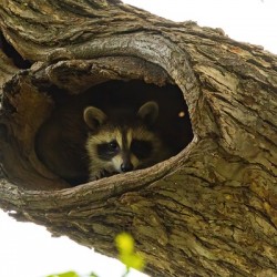 Racoon